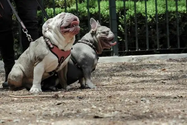 coolcan_Alimentos saludables para perros