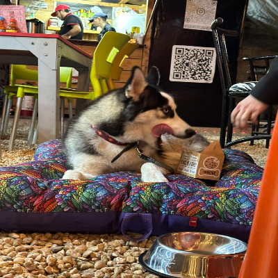 Coolcan_cual-alimento-para-perros-es-el-mejor-
