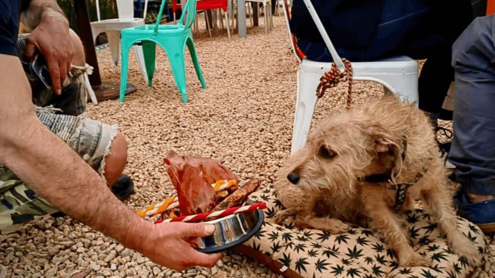 coolcan_Cómo elegir una buena comida para perros