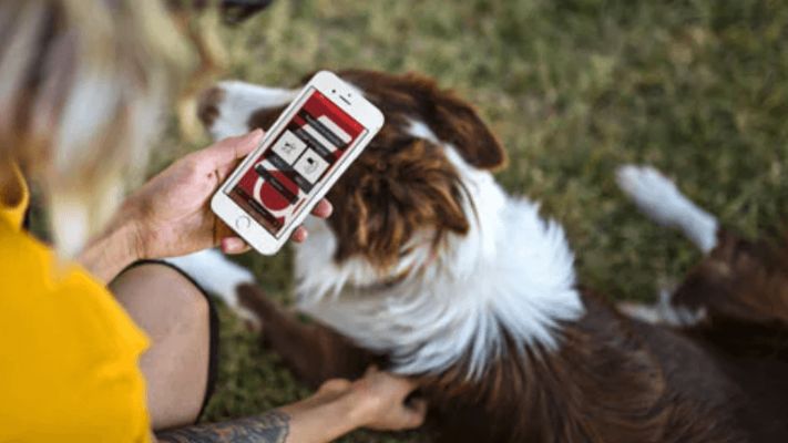 coolcan_Depresión en perros, ¿qué se puede hacer?