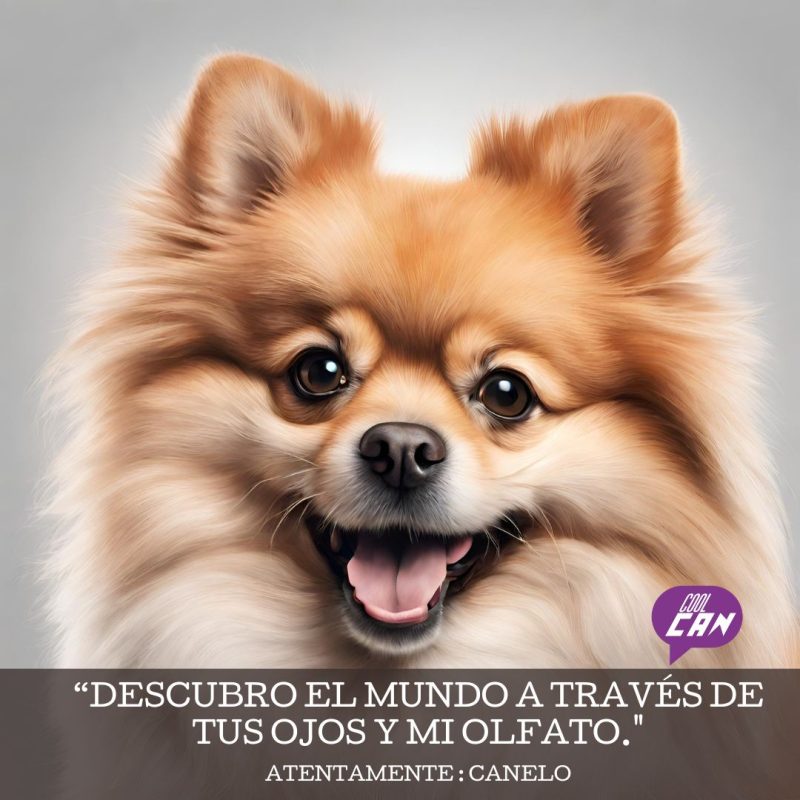coolcan_Fabricante de camas para perros grandes.