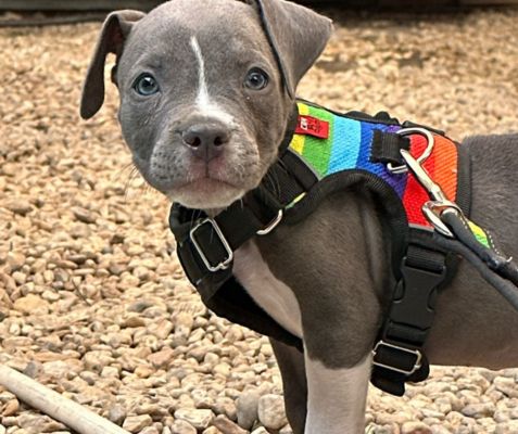 coolcan_Pecheras para perros edición limitada que lo harán brillar.